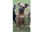 Adopt Jax a Brown/Chocolate Mutt / Mastiff / Mixed dog in Auburn, GA (41274991)