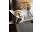 Adopt Nala a Orange or Red Tabby Tabby / Mixed (medium coat) cat in Vista