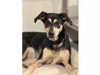 Adopt Riley a Black - with Tan, Yellow or Fawn Hound (Unknown Type) / Shepherd