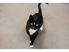 Adopt Tux Boy a All Black Domestic Shorthair / Domestic Shorthair / Mixed cat in