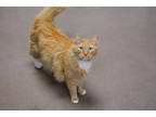 Adopt Morty a Orange or Red Domestic Mediumhair / Domestic Shorthair / Mixed cat