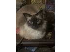 Adopt Blue a Brown or Chocolate Ragdoll / Mixed (long coat) cat in Santa Fe