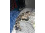 Adopt Kj a Gray, Blue or Silver Tabby Tabby / Mixed (short coat) cat in