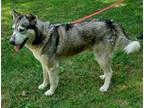Adopt Eagan a Black - with Gray or Silver Husky / Mixed dog in Mtn Grove