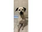 Adopt Emme a Black - with White Dalmatian / American Pit Bull Terrier / Mixed