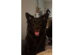 Adopt Beau a Black - with White Australian Shepherd / Border Collie / Mixed dog