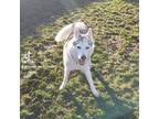 Adopt Apollo a Gray/Silver/Salt & Pepper - with White Husky / Mixed dog in Daly