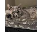 Adopt Diamond a Gray or Blue Domestic Shorthair / Domestic Shorthair / Mixed cat