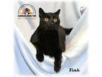 Adopt Tink a Black (Mostly) Domestic Shorthair (short coat) cat in Howell