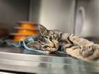 Adopt Aurelia a Brown Tabby Domestic Shorthair (short coat) cat in Geneseo