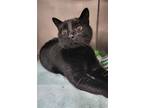 Adopt Tin Tin a Black (Mostly) Domestic Shorthair (short coat) cat in Howell