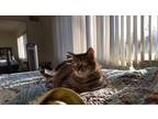 Adopt Lawrence a Brown Tabby Maine Coon / Mixed (short coat) cat in Batavia