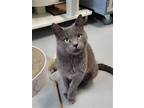Adopt Chatty a Gray or Blue Domestic Shorthair (short coat) cat in Howell