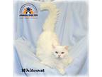 Adopt Whiteout a White (Mostly) Domestic Longhair (long coat) cat in Howell