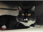 Adopt Felix a Black & White or Tuxedo Domestic Longhair (long coat) cat in