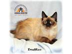 Adopt Truffles a White (Mostly) Domestic Shorthair (short coat) cat in Howell