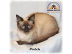 Adopt Patch a White (Mostly) Siamese (short coat) cat in Howell, MI (41230285)