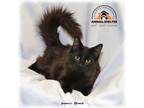 Adopt James Bond a Black (Mostly) Domestic Longhair (long coat) cat in Howell