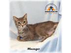 Adopt Mango a Gray or Blue Domestic Shorthair (short coat) cat in Howell