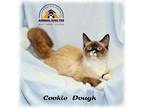 Adopt Cookie Dough a White (Mostly) Siamese (short coat) cat in Howell