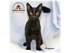 Adopt Copper a All Black Domestic Shorthair (short coat) cat in Howell