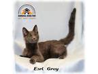 Adopt Earl Grey a Gray or Blue Domestic Shorthair (short coat) cat in Howell