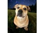 Adopt ROSIE - Adoption Fee Sponsored a Tan/Yellow/Fawn American Pit Bull Terrier