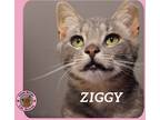 Adopt Ziggy a Gray, Blue or Silver Tabby Domestic Shorthair cat in Hershey