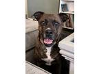 Adopt Lady a Brindle Hound (Unknown Type) / Mixed dog in Phoenix, AZ (41274788)