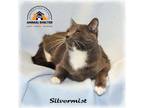 Adopt Silvermist a Gray or Blue (Mostly) Domestic Shorthair (short coat) cat in