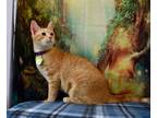 Adopt Ginger a Domestic Shorthair / Mixed (short coat) cat in Lewisville
