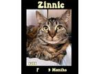 Adopt Zinnie a Brown Tabby Domestic Shorthair (short coat) cat in Asheville