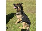 Adopt Rebel a Black - with Tan, Yellow or Fawn German Shepherd Dog / Mixed dog