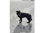 Adopt Mowgli a Black German Shepherd Dog / Mixed dog in Ocean Park