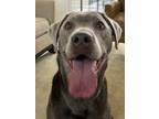 Adopt Ava a Gray/Blue/Silver/Salt & Pepper Labrador Retriever / Mixed dog in San