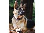Adopt Bella a Black - with Tan, Yellow or Fawn German Shepherd Dog / Mixed dog