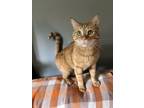 Adopt Richard a Orange or Red Tabby Domestic Shorthair / Mixed (short coat) cat