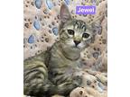 Adopt Jewel a Gray or Blue Domestic Shorthair / Domestic Shorthair / Mixed cat