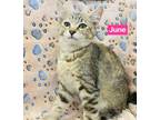 Adopt June a Gray or Blue Domestic Shorthair / Domestic Shorthair / Mixed cat in