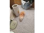 Adopt Purr a Orange or Red (Mostly) Domestic Mediumhair / Mixed (medium coat)
