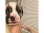 Adopt Tersea Pup Virginia a Tricolor (Tan/Brown & Black & White) Pit Bull