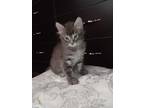 Adopt Bebe a Gray or Blue Domestic Shorthair / Mixed (short coat) cat in San