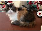 Adopt Jersey a Calico or Dilute Calico Persian / Mixed (medium coat) cat in Land