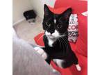 Adopt Boba a Black & White or Tuxedo American Shorthair / Mixed (short coat) cat
