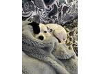 Adopt Nova a White - with Black Jack Russell Terrier / Dalmatian dog in