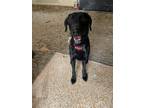 Adopt Bear a Black Labrador Retriever / Mixed dog in Omaha, NE (41274613)