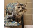 Adopt Mr. Boombastic a Brown Tabby Domestic Longhair / Mixed Breed (Medium) /