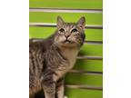Adopt Dobby a Gray or Blue Domestic Shorthair / Domestic Shorthair / Mixed