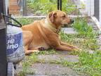 Adopt Sadie a Red/Golden/Orange/Chestnut Hound (Unknown Type) / Hound (Unknown