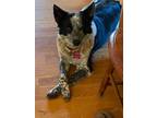 Adopt Zoe a Gray/Blue/Silver/Salt & Pepper Australian Cattle Dog / Mixed dog in